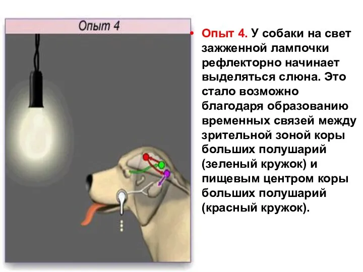 Опыт 4. У собаки на свет зажженной лампочки рефлекторно начинает выделяться