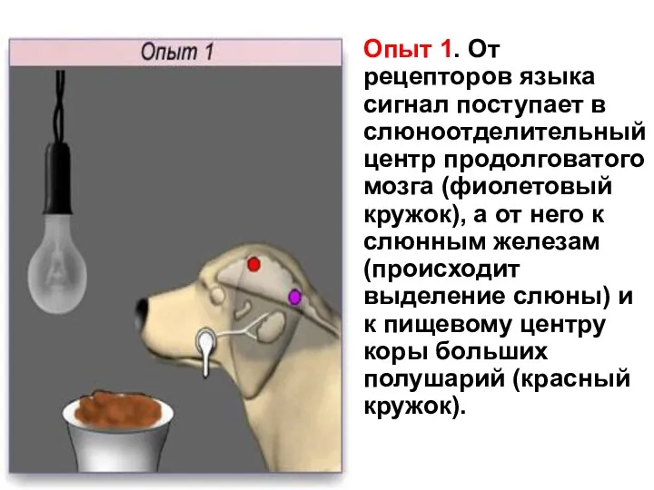 Опыт 1. От рецепторов языка сигнал поступает в слюноотделительный центр продолговатого