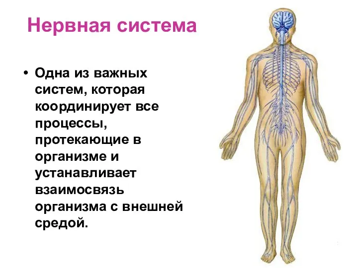 Нервная система Одна из важных систем, которая координирует все процессы, протекающие