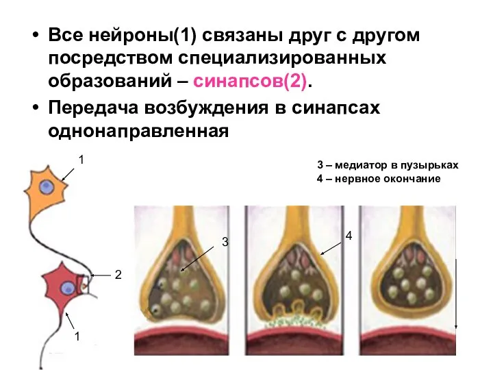 Все нейроны(1) связаны друг с другом посредством специализированных образований – синапсов(2).