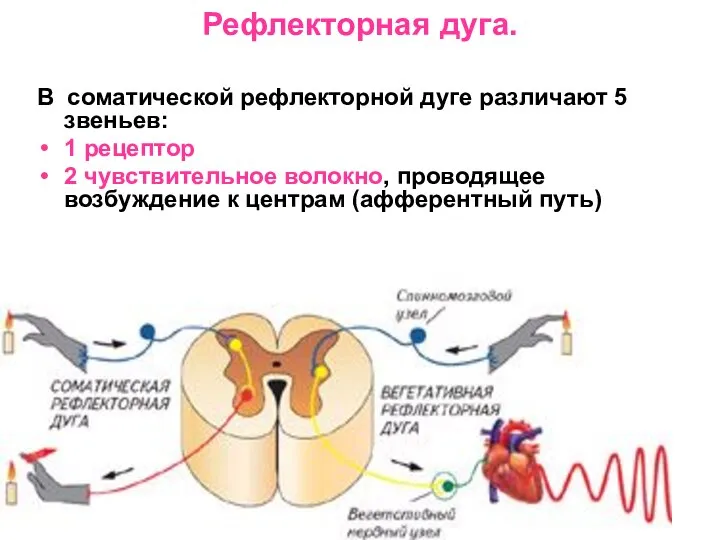 Рефлекторная дуга. В соматической рефлекторной дуге различают 5 звеньев: 1 рецептор