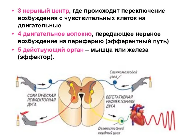 3 нервный центр, где происходит переключение возбуждения с чувствительных клеток на