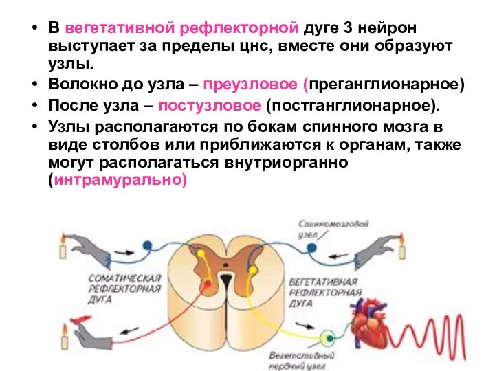 В вегетативной рефлекторной дуге 3 нейрон выступает за пределы цнс, вместе