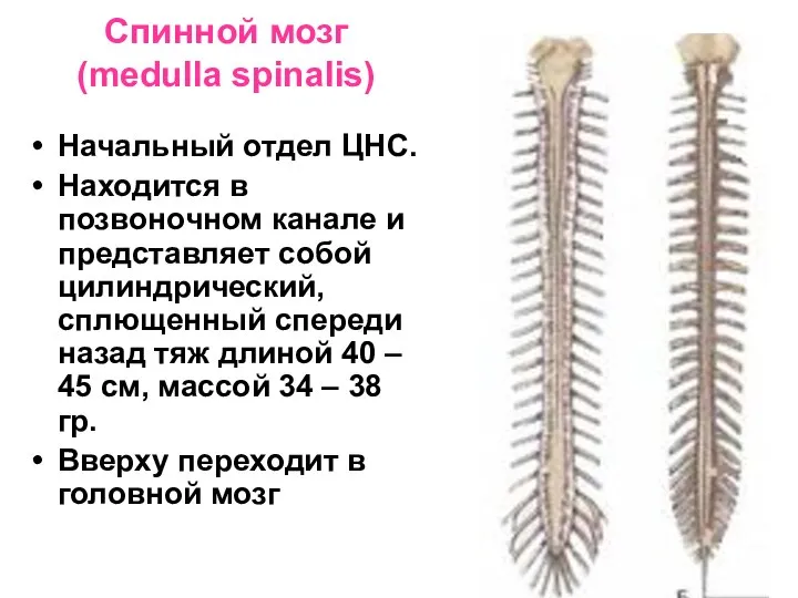 Спинной мозг (medulla spinalis) Начальный отдел ЦНС. Находится в позвоночном канале