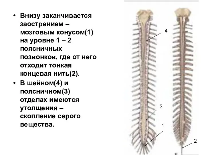 Внизу заканчивается заострением – мозговым конусом(1) на уровне 1 – 2