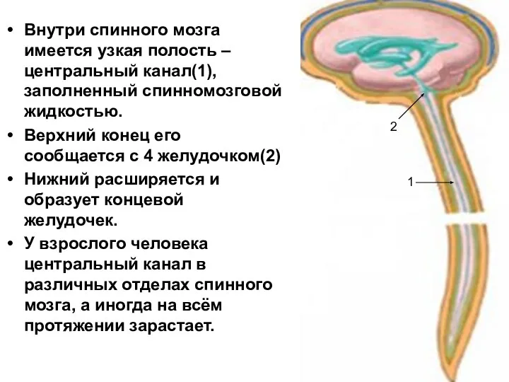 Внутри спинного мозга имеется узкая полость – центральный канал(1), заполненный спинномозговой