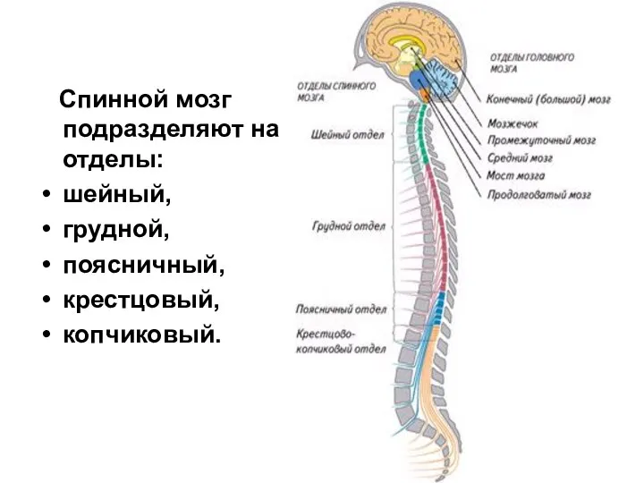 Спинной мозг подразделяют на отделы: шейный, грудной, поясничный, крестцовый, копчиковый.
