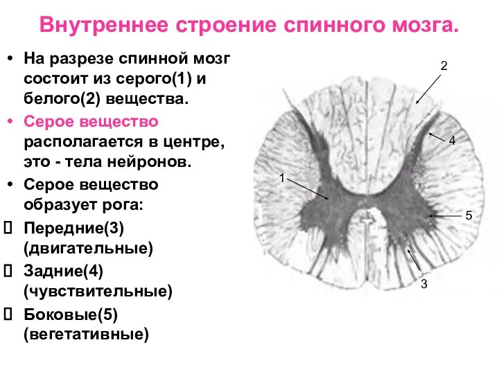 Внутреннее строение спинного мозга. На разрезе спинной мозг состоит из серого(1)