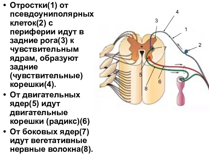 Отростки(1) от псевдоуниполярных клеток(2) с периферии идут в задние рога(3) к