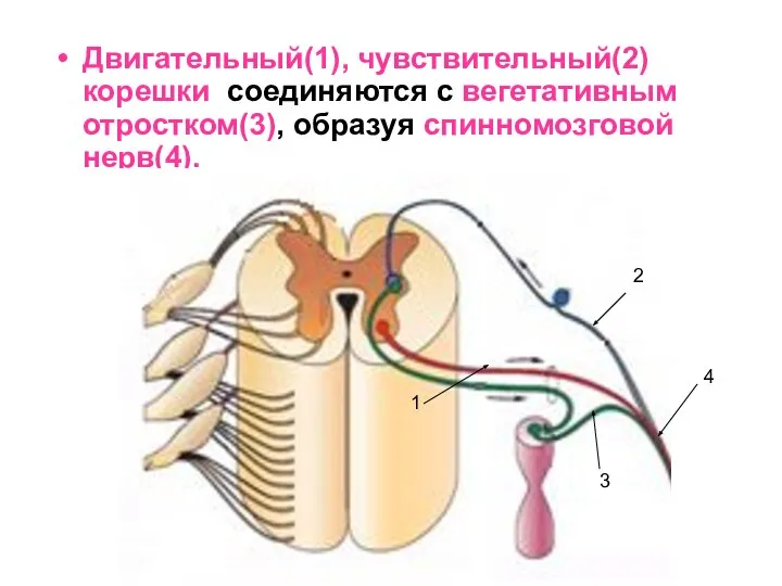 Двигательный(1), чувствительный(2) корешки соединяются с вегетативным отростком(3), образуя спинномозговой нерв(4). 1 2 3 4