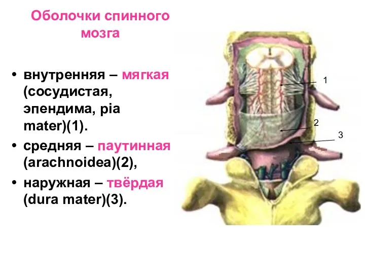 Оболочки спинного мозга внутренняя – мягкая (сосудистая, эпендима, pia mater)(1). средняя