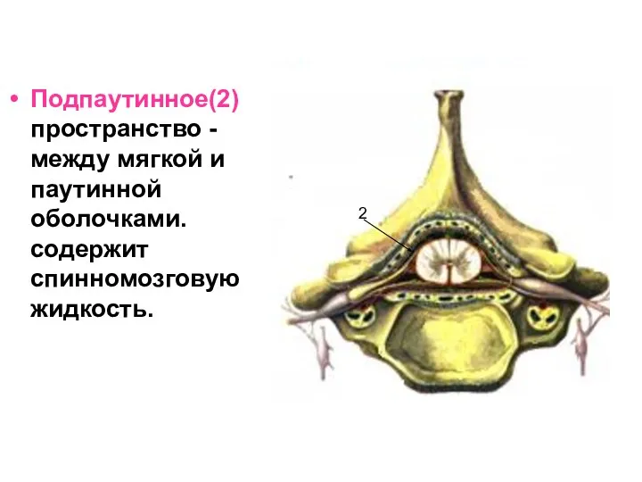 Подпаутинное(2) пространство - между мягкой и паутинной оболочками. содержит спинномозговую жидкость. 2