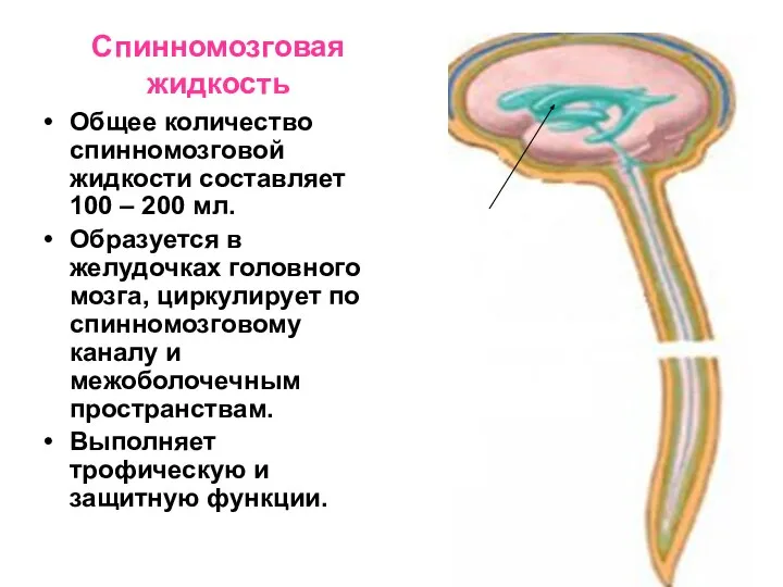 Спинномозговая жидкость Общее количество спинномозговой жидкости составляет 100 – 200 мл.