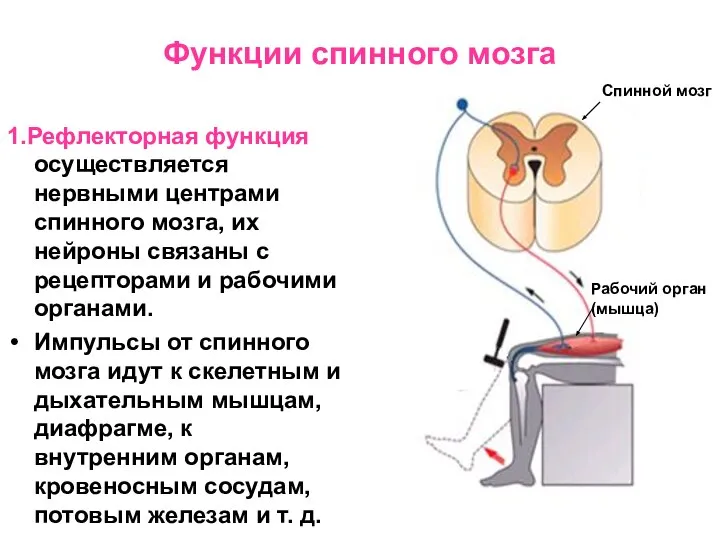 Функции спинного мозга 1.Рефлекторная функция осуществляется нервными центрами спинного мозга, их