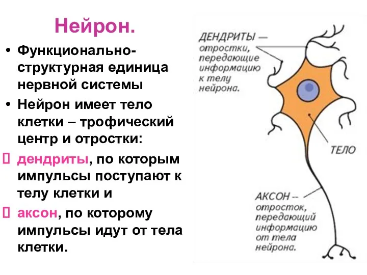 Нейрон. Функционально-структурная единица нервной системы Нейрон имеет тело клетки – трофический