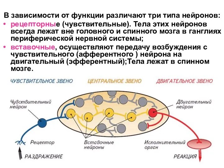 В зависимости от функции различают три типа нейронов: рецепторные (чувствительные). Тела