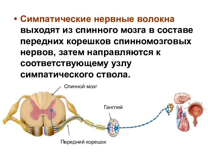 Симпатические нервные волокна выходят из спинного мозга в составе передних корешков