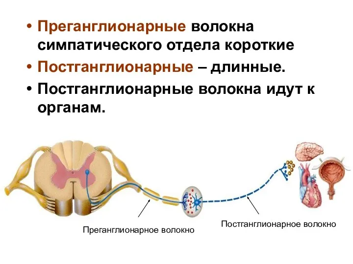 Преганглионарные волокна симпатического отдела короткие Постганглионарные – длинные. Постганглионарные волокна идут