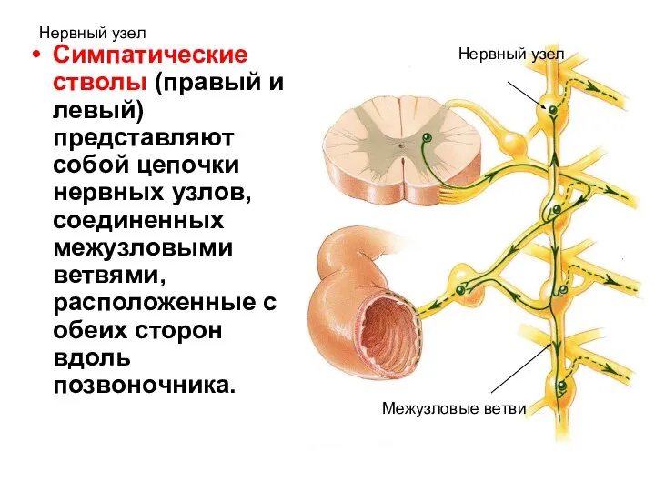 Нервный узел Симпатические стволы (правый и левый) представляют собой цепочки нервных