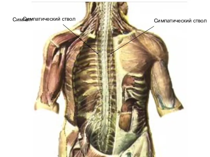 Симпатический ствол Симпатический ствол Симпатический ствол