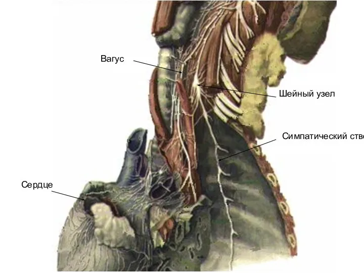 Вагус Шейный узел Симпатический ствол Сердце
