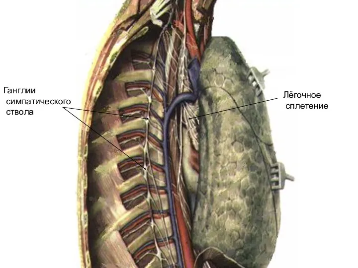 Ганглии симпатического ствола Лёгочное сплетение
