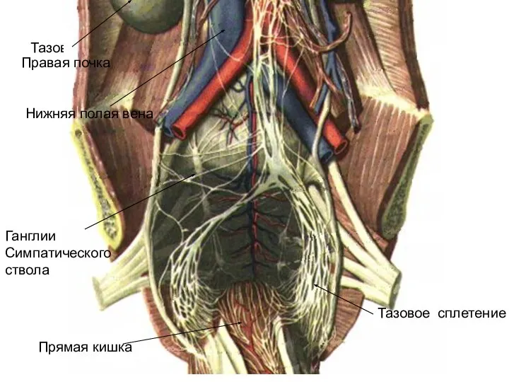 Тазовое сплетение Тазовое сплетение Прямая кишка Правая почка Нижняя полая вена Ганглии Симпатического ствола