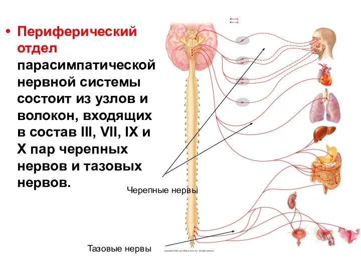 Периферический отдел парасимпатической нервной системы состоит из узлов и волокон, входящих