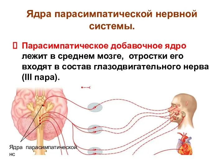 Ядра парасимпатической нервной системы. Парасимпатическое добавочное ядро лежит в среднем мозге,