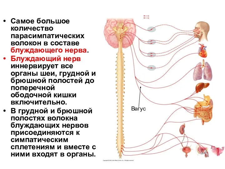 Самое большое количество парасимпатических волокон в составе блуждающего нерва. Блуждающий нерв