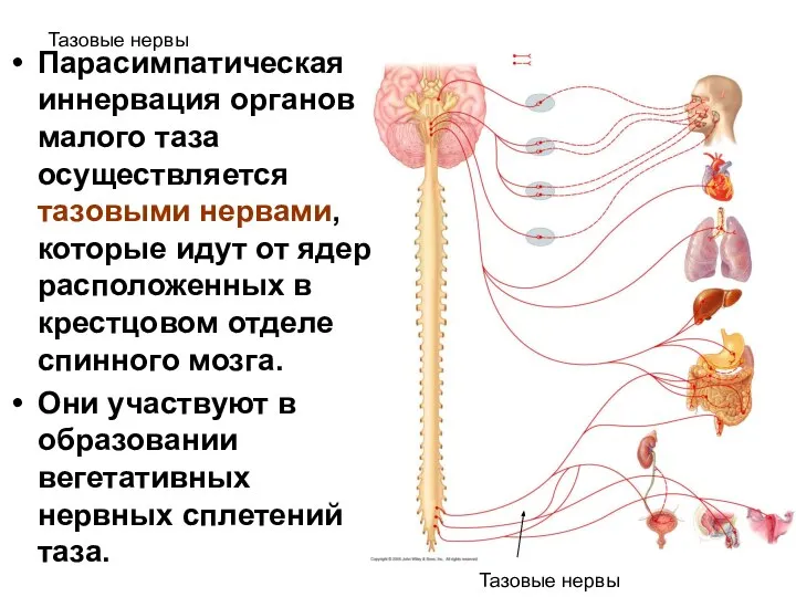 Тазовые нервы Парасимпатическая иннервация органов малого таза осуществляется тазовыми нервами, которые