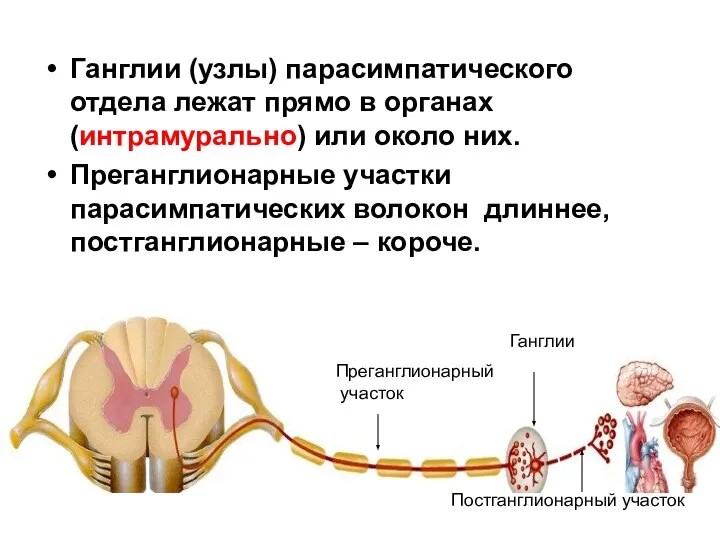 Ганглии (узлы) парасимпатического отдела лежат прямо в органах (интрамурально) или около