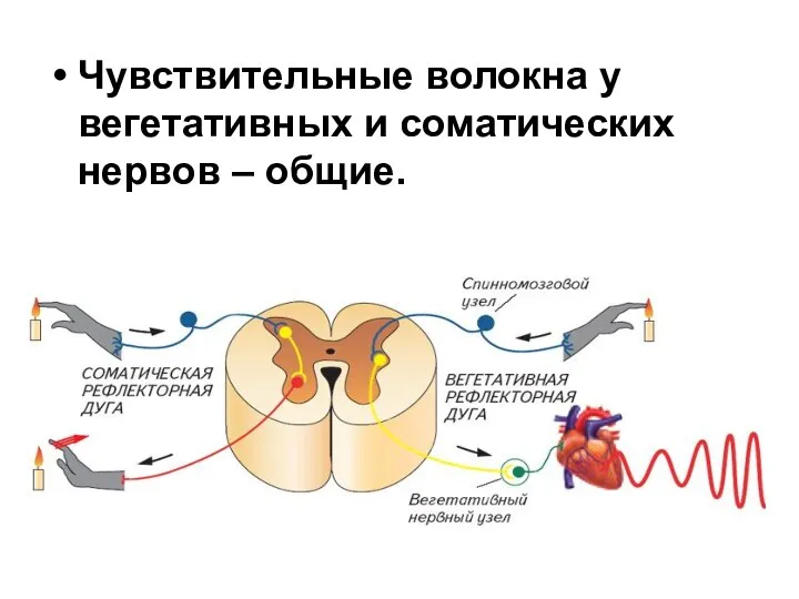 Чувствительные волокна у вегетативных и соматических нервов – общие.