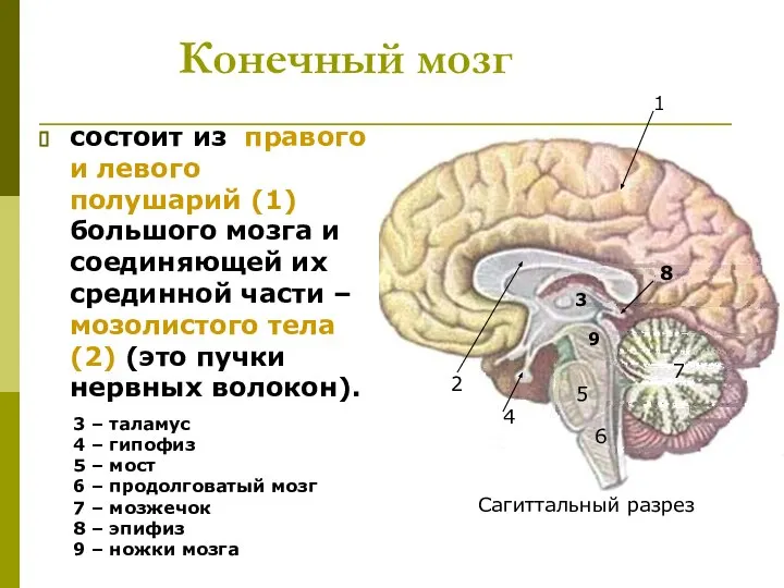 Конечный мозг состоит из правого и левого полушарий (1) большого мозга