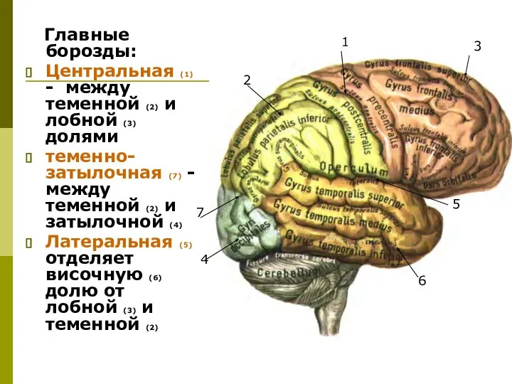 Главные борозды: Центральная (1) - между теменной (2) и лобной (3)