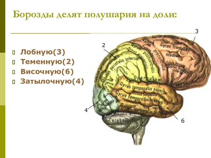 Борозды делят полушария на доли: Лобную(3) Теменную(2) Височную(6) Затылочную(4) 3 2 6 4