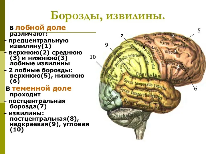 Борозды, извилины. В лобной доле различают: - предцентральную извилину(1) - верхнюю(2)