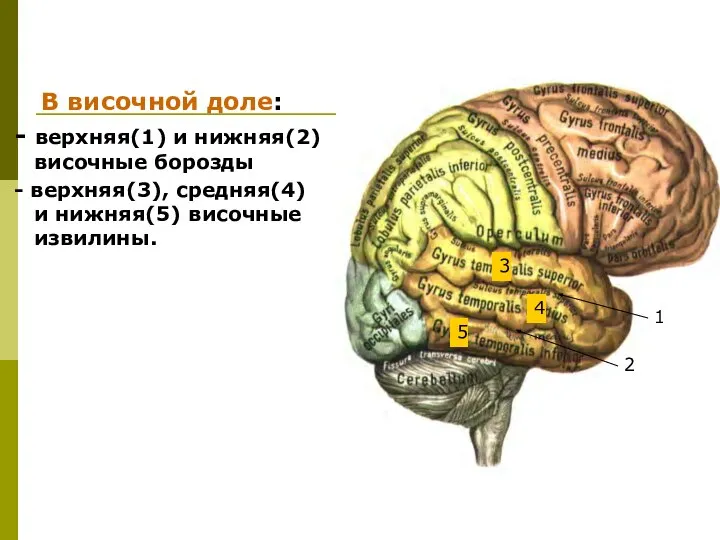 В височной доле: - верхняя(1) и нижняя(2) височные борозды - верхняя(3),