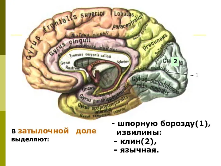 - шпорную борозду(1), извилины: - клин(2), - язычная. В затылочной доле выделяют: 2 1