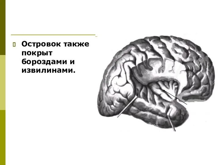 Островок также покрыт бороздами и извилинами.