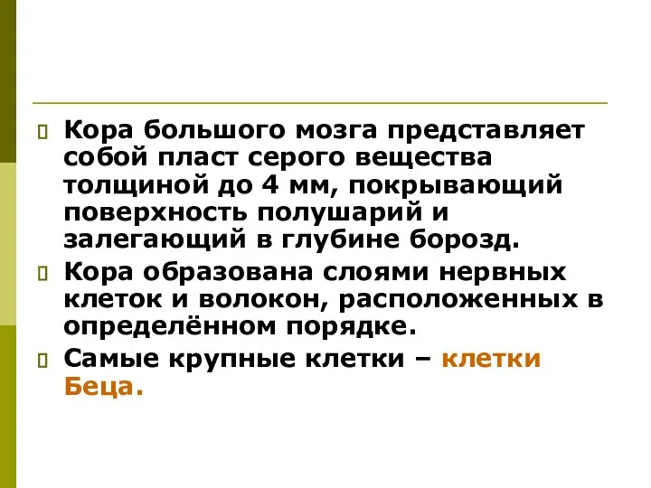 Кора большого мозга представляет собой пласт серого вещества толщиной до 4