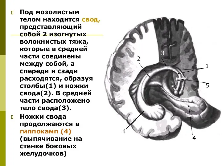 Под мозолистым телом находится свод, представляющий собой 2 изогнутых волокнистых тяжа,