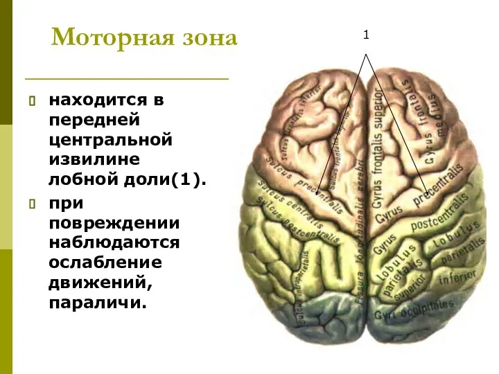 Моторная зона находится в передней центральной извилине лобной доли(1). при повреждении наблюдаются ослабление движений, параличи. 1