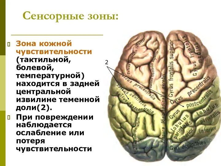 Сенсорные зоны: Зона кожной чувствительности (тактильной, болевой, температурной) находится в задней