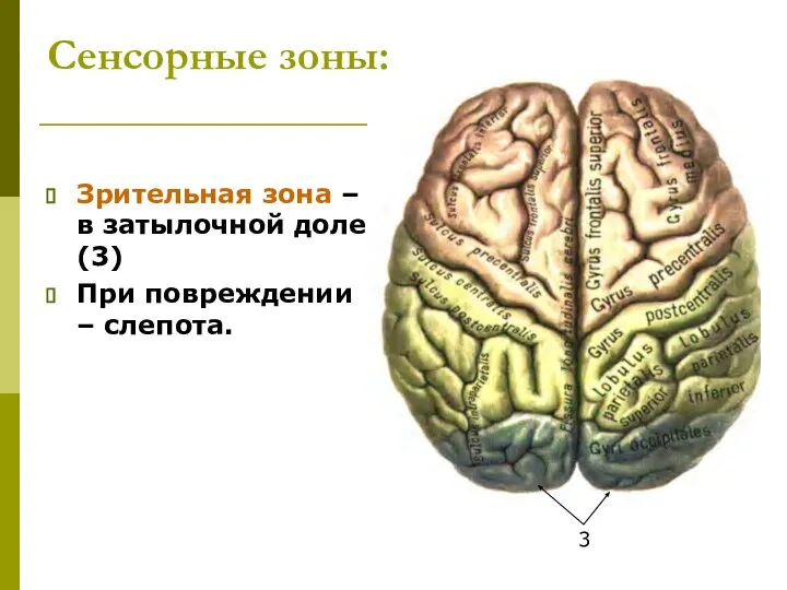 Сенсорные зоны: Зрительная зона – в затылочной доле(3) При повреждении – слепота. 3