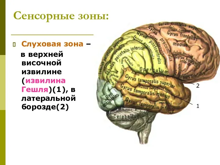 Сенсорные зоны: Слуховая зона – в верхней височной извилине (извилина Гешля)(1), в латеральной борозде(2) 1 2