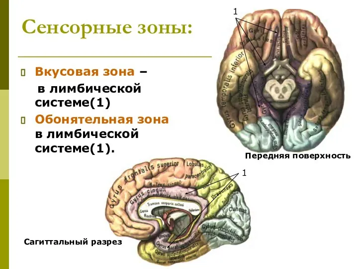 Сенсорные зоны: Вкусовая зона – в лимбической системе(1) Обонятельная зона в