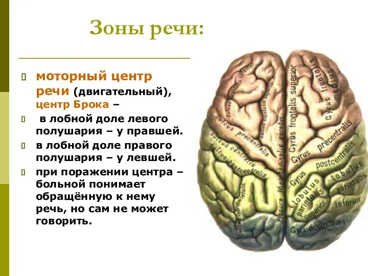 Зоны речи: моторный центр речи (двигательный), центр Брока – в лобной