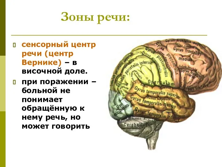 Зоны речи: сенсорный центр речи (центр Вернике) – в височной доле.