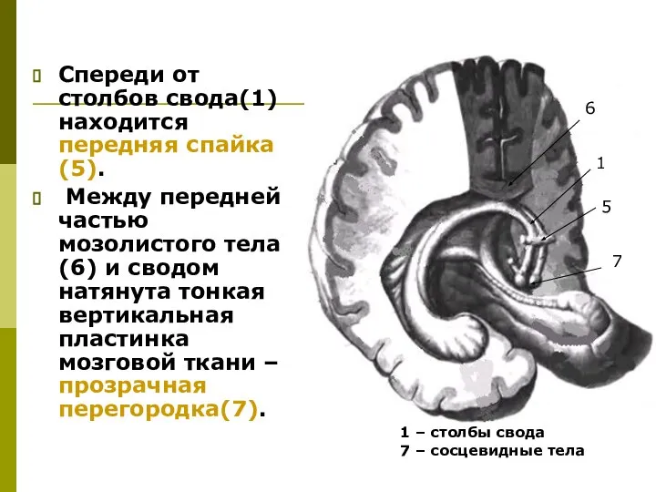 Спереди от столбов свода(1) находится передняя спайка(5). Между передней частью мозолистого